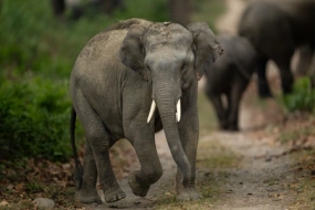 Jim Corbett Student Group Tour Package (30/150 Pax)